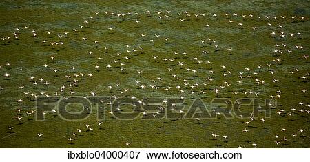 "Greater Flamingos (Phoenicopterus roseus), flock in flight over over a stretch of water at low tide, Saintes-Maries-de-la-Mer, Camargue, Provence-Alpes-Cote d'Azur, France, Europe" View Large Photo Image Stock Photo - "Greater Flamingos (Phoenicopterus roseus), flock in flight over over a stretch of water at low tide, Saintes-Maries-de-la-Mer, Camargue, Provence-Alpes-Cote d'Azur, France, Europe". Fotosearch