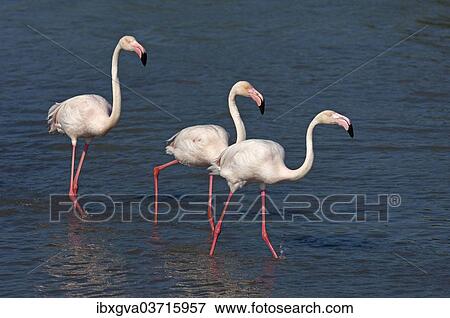 Stock Photo - "Greater Flamingos (Phoenicopterus roseus) wading in water, Camargue, France, Europe". Fotosearch