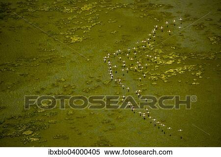 "Greater Flamingos (Phoenicopterus roseus), flock in flight over over a stretch of water at low tide, Saintes-Maries-de-la-Mer, Camargue, Provence-Alpes-Cote d'Azur, France, Europe" View Large Photo Image Stock Photography - "Greater Flamingos (Phoenicopterus roseus), flock in flight over over a stretch of water at low tide, Saintes-Maries-de-la-Mer, Camargue, Provence-Alpes-Cote d'Azur, France, Europe". Fotosearch