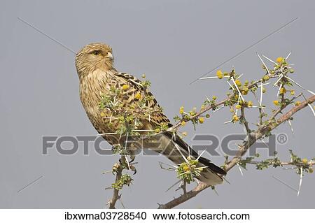 "Greater Kestrel or White-eyed Kestrel (Falco rupicoloides), Etosha National Park, Namibia, Africa" View Large Photo Image Stock Image - "Greater Kestrel or White-eyed Kestrel (Falco rupicoloides), Etosha National Park, Namibia, Africa". Fotosearch
