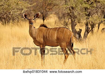 "Greater Kudu (Tragelaphus strepsiceros), female in high grass at the water point of Goa, Etosha National Park, Namibia, Africa" View Large Photo Image Picture - "Greater Kudu (Tragelaphus strepsiceros), female in high grass at the water point of Goa, Etosha National Park, Namibia, Africa". Fotosearch