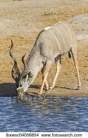 "Greater Kudu (Tragelaphus strepsiceros), male, drinking at a waterhole, Etosha National Park, Namibia, Africa" View Large Photo Image Picture - "Greater Kudu (Tragelaphus strepsiceros), male, drinking at a waterhole, Etosha National Park, Namibia, Africa". Fotosearch