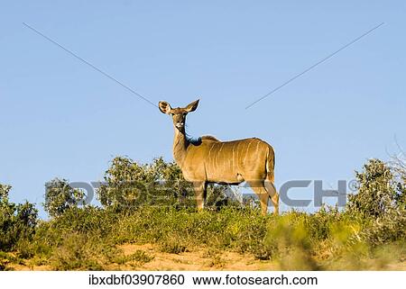 "Greater Kudu (Tragelaphus strepsiceros), female, Addo Elephant National Park, Eastern Cape, South Africa, Africa" View Large Photo Image Stock Image - "Greater Kudu (Tragelaphus strepsiceros), female, Addo Elephant National Park, Eastern Cape, South Africa, Africa". Fotosearch