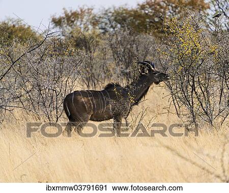 Stock Image - "Greater Kudu (Tragelaphus strepsiceros), Etosha National Park, Namibia, Africa". Fotosearch