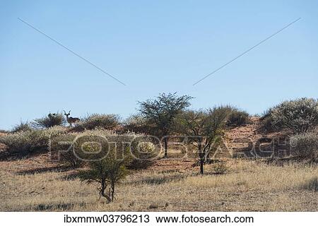 "Greater Kudu (Tragelaphus strepsiceros) on sand dune, Kalahari, Namibia, Africa" View Large Photo Image Stock Image - "Greater Kudu (Tragelaphus strepsiceros) on sand dune, Kalahari, Namibia, Africa". Fotosearch