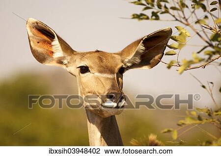 "Greater Kudu (Tragelaphus strepsiceros), female, Kruger National Park, South Africa, Africa" View Large Photo Image Stock Image - "Greater Kudu (Tragelaphus strepsiceros), female, Kruger National Park, South Africa, Africa". Fotosearch