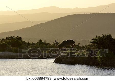 "Greater Kudu (Tragelaphus strepsiceros) at a waterhole in the evening, Eastern Cape, South Africa, Africa" View Large Photo Image Stock Image - "Greater Kudu (Tragelaphus strepsiceros) at a waterhole in the evening, Eastern Cape, South Africa, Africa". Fotosearch