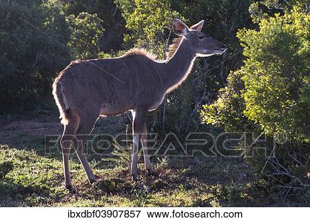 "Greater Kudu (Tragelaphus strepsiceros), female, Addo Elephant National Park, Eastern Cape, South Africa, Africa" View Large Photo Image Stock Photo - "Greater Kudu (Tragelaphus strepsiceros), female, Addo Elephant National Park, Eastern Cape, South Africa, Africa". Fotosearch