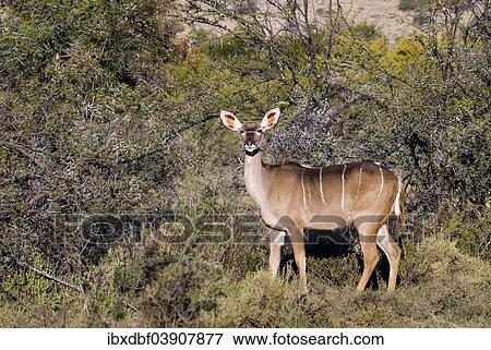 "Greater Kudu (Tragelaphus strepsiceros), female, Addo Elephant National Park, Eastern Cape, South Africa, Africa" View Large Photo Image Stock Photo - "Greater Kudu (Tragelaphus strepsiceros), female, Addo Elephant National Park, Eastern Cape, South Africa, Africa". Fotosearch