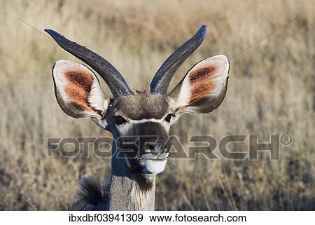 "Greater Kudu (Tragelaphus strepsiceros), bull, young animal, Kruger National Park, South Africa, Africa" View Large Photo Image Stock Photo - "Greater Kudu (Tragelaphus strepsiceros), bull, young animal, Kruger National Park, South Africa, Africa". Fotosearch