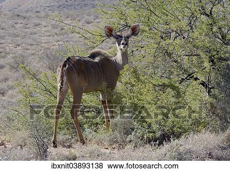 "Greater Kudu (Tragelaphus strepsiceros), Western Cape, South Africa, Africa" View Large Photo Image Stock Photo - "Greater Kudu (Tragelaphus strepsiceros), Western Cape, South Africa, Africa". Fotosearch