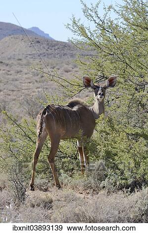 "Greater Kudu (Tragelaphus strepsiceros), Western Cape, South Africa, Africa" View Large Photo Image Stock Photo - "Greater Kudu (Tragelaphus strepsiceros), Western Cape, South Africa, Africa". Fotosearch