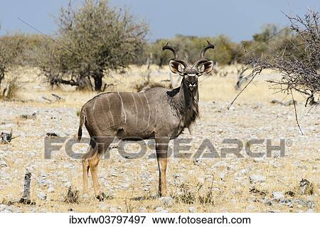"Greater Kudu (Tragelaphus strepsiceros), Etosha National Park, Namibia, Africa" View Large Photo Image Stock Photo - "Greater Kudu (Tragelaphus strepsiceros), Etosha National Park, Namibia, Africa". Fotosearch