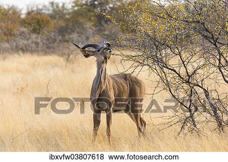 "Greater kudu (Tragelaphus strepsiceros), Etosha National Park, Namibia, Africa" View Large Photo Image Stock Photo - "Greater kudu (Tragelaphus strepsiceros), Etosha National Park, Namibia, Africa". Fotosearch