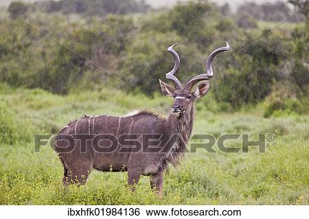 "Greater Kudu (Tragelaphus strepsiceros) at Addo Elephant Park, South Africa, Africa" View Large Photo Image Stock Photograph - "Greater Kudu (Tragelaphus strepsiceros) at Addo Elephant Park, South Africa, Africa". Fotosearch