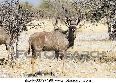 "Greater Kudu (Tragelaphus strepsiceros), Etosha National Park, Namibia, Africa" View Large Photo Image Stock Photograph - "Greater Kudu (Tragelaphus strepsiceros), Etosha National Park, Namibia, Africa". Fotosearch