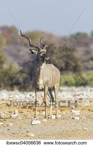 "Greater Kudu (Tragelaphus strepsiceros), male, Etosha National Park, Namibia, Africa" View Large Photo Image Stock Photograph - "Greater Kudu (Tragelaphus strepsiceros), male, Etosha National Park, Namibia, Africa". Fotosearch