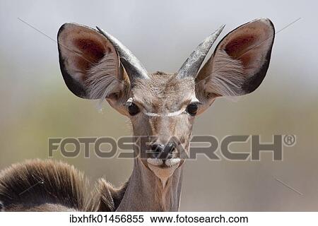 "Greater Kudu (Tragelaphus strepsiceros), Chobe National Park, Botswana, Africa" View Large Photo Image Stock Photography - "Greater Kudu (Tragelaphus strepsiceros), Chobe National Park, Botswana, Africa". Fotosearch