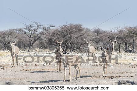 Stock Photography - "Greater kudu (Tragelaphus strepsiceros), Chudop waterhole, Etosha National Park, Namibia, Africa". Fotosearch