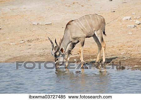 "Greater Kudu (Tragelaphus strepsiceros) drinking at a waterhole, Etosha National Park, Namibia, Africa" View Large Photo Image Stock Photography - "Greater Kudu (Tragelaphus strepsiceros) drinking at a waterhole, Etosha National Park, Namibia, Africa". Fotosearch