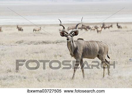 "Greater Kudu (Tragelaphus strepsiceros) roaming pastureland, Etosha National Park, Namibia, Africa" View Large Photo Image Stock Photography - "Greater Kudu (Tragelaphus strepsiceros) roaming pastureland, Etosha National Park, Namibia, Africa". Fotosearch