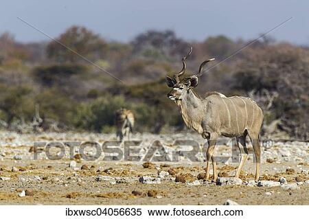 "Greater Kudu (Tragelaphus strepsiceros), male, Etosha National Park, Namibia, Africa" View Large Photo Image Stock Photography - "Greater Kudu (Tragelaphus strepsiceros), male, Etosha National Park, Namibia, Africa". Fotosearch