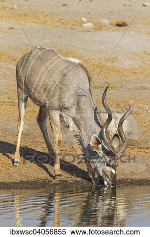 "Greater Kudu (Tragelaphus strepsiceros), male, drinking at a waterhole, Etosha National Park, Namibia, Africa" View Large Photo Image Stock Photography - "Greater Kudu (Tragelaphus strepsiceros), male, drinking at a waterhole, Etosha National Park, Namibia, Africa". Fotosearch
