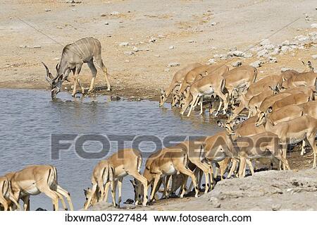 "Greater Kudus (Tragelaphus strepsiceros) and Black-faced Impalas (Aepyceros melampus) drinking at the waterhole, Etosha National Park, Namibia, Africa" View Large Photo Image Picture - "Greater Kudus (Tragelaphus strepsiceros) and Black-faced Impalas (Aepyceros melampus) drinking at the waterhole, Etosha National Park, Namibia, Africa". Fotosearch