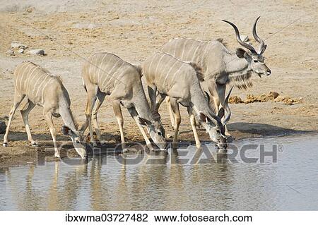 "Greater Kudus (Tragelaphus strepsiceros) drinking at a waterhole, Etosha National Park, Namibia, Africa" View Large Photo Image Stock Image - "Greater Kudus (Tragelaphus strepsiceros) drinking at a waterhole, Etosha National Park, Namibia, Africa". Fotosearch
