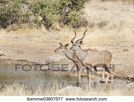 "Greater Kudus (Tragelaphus strepsiceros), Koinachas water hole, Etosha National Park, Namibia, Africa" View Large Photo Image Stock Photo - "Greater Kudus (Tragelaphus strepsiceros), Koinachas water hole, Etosha National Park, Namibia, Africa". Fotosearch