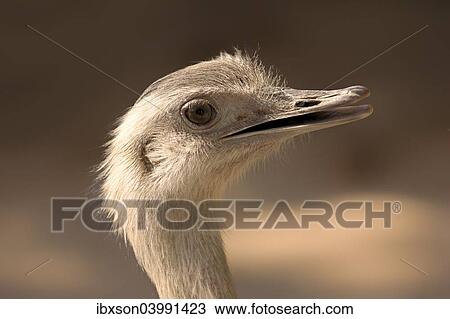 "Greater Rhea (Rhea americana), adult, native to South America, captive" View Large Photo Image Stock Image - "Greater Rhea (Rhea americana), adult, native to South America, captive". Fotosearch