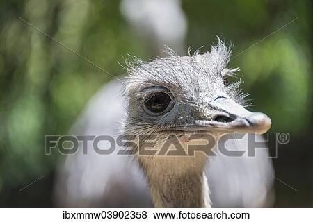 "Greater Rhea (Rhea americana), portrait, captive" View Large Photo Image Stock Photo - "Greater Rhea (Rhea americana), portrait, captive". Fotosearch
