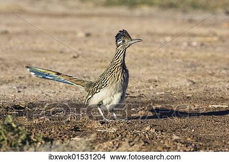 "Greater Roadrunner (Geococcyx californianus), Bosque del Apache Wildlife Refuge, New Mexico, North America, USA" View Large Photo Image Picture - "Greater Roadrunner (Geococcyx californianus), Bosque del Apache Wildlife Refuge, New Mexico, North America, USA". Fotosearch