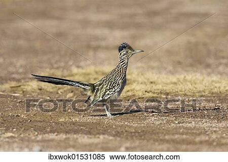 "Greater Roadrunner (Geococcyx californianus), female, Bosque del Apache Wildlife Refuge, New Mexico, USA" View Large Photo Image Stock Photography - "Greater Roadrunner (Geococcyx californianus), female, Bosque del Apache Wildlife Refuge, New Mexico, USA". Fotosearch