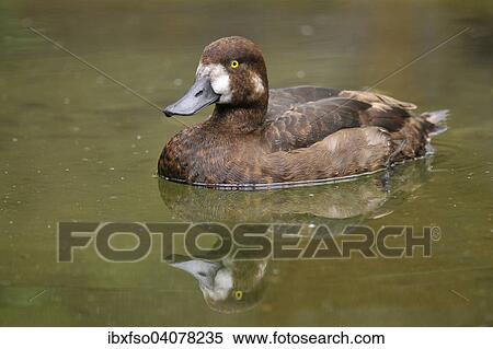Stock Photography - "Greater Scaup (Aythya marila), female, Saxony, Germany, Europe". Fotosearch