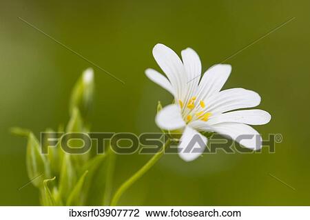 Greater Stitchwort (Stellaria holostea) View Large Photo Image Stock Image - Greater Stitchwort (Stellaria holostea). Fotosearch