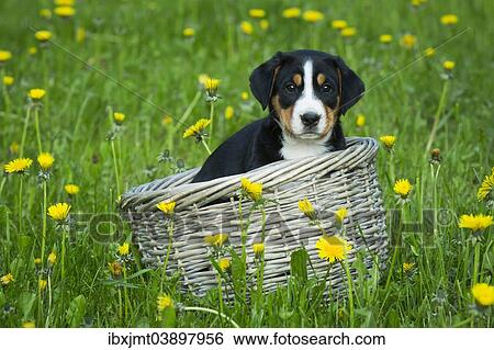 "Greater Swiss Mountain Dog, puppy in a basket on a meadow, Bavaria, Germany, Europe" View Large Photo Image Stock Photograph - "Greater Swiss Mountain Dog, puppy in a basket on a meadow, Bavaria, Germany, Europe". Fotosearch