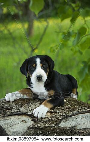 "Greater Swiss Mountain Dog, puppy, Bavaria, Germany, Europe" View Large Photo Image Picture - "Greater Swiss Mountain Dog, puppy, Bavaria, Germany, Europe". Fotosearch