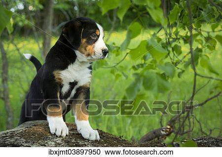 Stock Image - "Greater Swiss Mountain Dog, puppy, Bavaria, Germany, Europe". Fotosearch