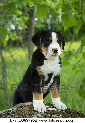 "Greater Swiss Mountain Dog, puppy, Bavaria, Germany, Europe" View Large Photo Image Stock Image - "Greater Swiss Mountain Dog, puppy, Bavaria, Germany, Europe". Fotosearch