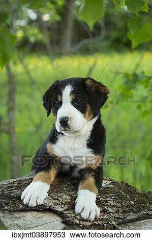 "Greater Swiss Mountain Dog, puppy, Bavaria, Germany, Europe" View Large Photo Image Stock Image - "Greater Swiss Mountain Dog, puppy, Bavaria, Germany, Europe". Fotosearch
