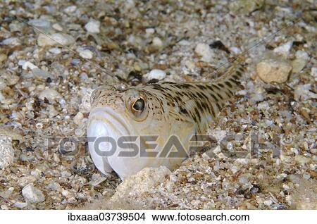 "Greater Weever (Trachinus draco), Black Sea, Crimea, Ukraine, Europe" View Large Photo Image Picture - "Greater Weever (Trachinus draco), Black Sea, Crimea, Ukraine, Europe". Fotosearch
