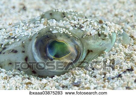 "Greater Weever (Trachinus draco), Black Sea, Crimea, Russia, Europe" View Large Photo Image Stock Image - "Greater Weever (Trachinus draco), Black Sea, Crimea, Russia, Europe". Fotosearch