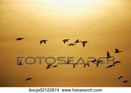 "Greater White-fronted Geese (Anser albifrons), in flight against sunset, Bislicher Insel nature reserve, Wesel, North Rhine-Westphalia, Germany, Europe" View Large Photo Image Picture - "Greater White-fronted Geese (Anser albifrons), in flight against sunset, Bislicher Insel nature reserve, Wesel, North Rhine-Westphalia, Germany, Europe". Fotosearch
