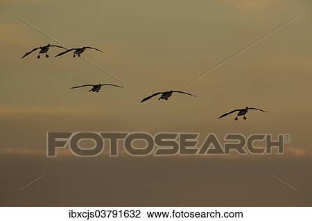 "Greater White-fronted Geese (Anser albifrons) in flight, Bislicher Insel nature reserve, North Rhine-Westphalia, Germany, Europe" View Large Photo Image Stock Image - "Greater White-fronted Geese (Anser albifrons) in flight, Bislicher Insel nature reserve, North Rhine-Westphalia, Germany, Europe". Fotosearch