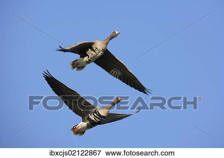 "Greater White-fronted Geese (Anser albifrons), in flight, Bislicher Insel nature reserve, Wesel, North Rhine-Westphalia, Germany, Europe" View Large Photo Image Stock Photo - "Greater White-fronted Geese (Anser albifrons), in flight, Bislicher Insel nature reserve, Wesel, North Rhine-Westphalia, Germany, Europe". Fotosearch