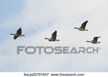 "Greater White-fronted Geese (Anser albifrons) in flight, Bislicher Insel nature reserve, North Rhine-Westphalia, Germany, Europe" View Large Photo Image Stock Photo - "Greater White-fronted Geese (Anser albifrons) in flight, Bislicher Insel nature reserve, North Rhine-Westphalia, Germany, Europe". Fotosearch