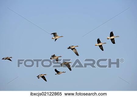 "Greater White-fronted Geese (Anser albifrons), in flight, Bislicher Insel nature reserve, Wesel, North Rhine-Westphalia, Germany, Europe" View Large Photo Image Stock Photography - "Greater White-fronted Geese (Anser albifrons), in flight, Bislicher Insel nature reserve, Wesel, North Rhine-Westphalia, Germany, Europe". Fotosearch