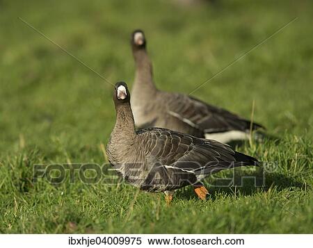 "Greater white-fronted geese (Anser albifrons), Bislicher Insel, Xanten, North Rhine-Westfahen, Germany, Europe" View Large Photo Image Stock Photography - "Greater white-fronted geese (Anser albifrons), Bislicher Insel, Xanten, North Rhine-Westfahen, Germany, Europe". Fotosearch