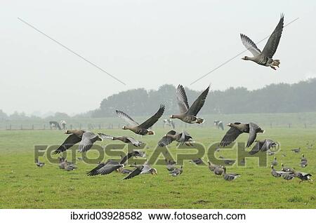 "Greater white-fronted Geese flying up (Anser albifrons), Bislicher Insel, Wesel, Lower Rhine region, North Rhine-Westphalia, Germany, Europe" View Large Photo Image Stock Image - "Greater white-fronted Geese flying up (Anser albifrons), Bislicher Insel, Wesel, Lower Rhine region, North Rhine-Westphalia, Germany, Europe". Fotosearch